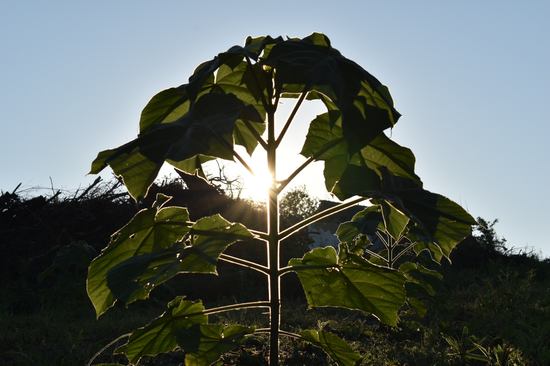 Paulownia-Blatt